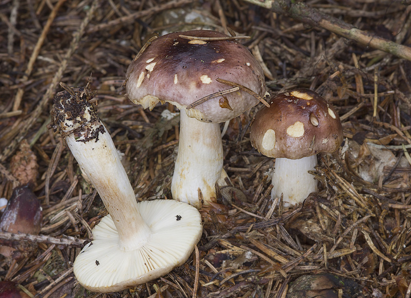 Russula puellaris